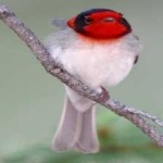 image of bird