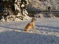 image of borzoi