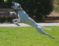 image of whippet #11