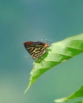 image of lycaenid
