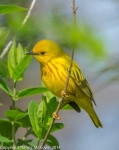 image of warbler