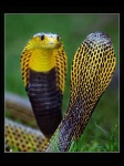 image of indian_cobra #0