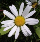 image of flower