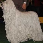 image of animal