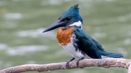 image of kingfisher