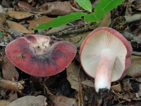 image of mushrooms