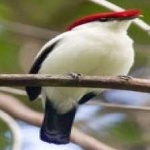 image of bird