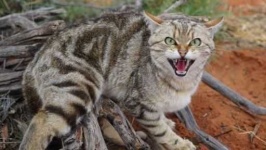 image of feral_cats