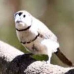 image of bird