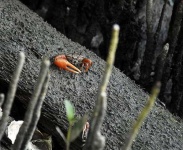 image of fiddler_crab