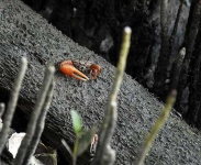 image of fiddler_crab #16