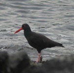 image of oystercatcher