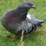 image of bird
