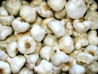 image of garlic #1