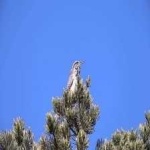 image of bird
