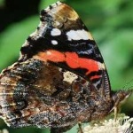 image of animal