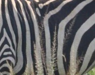 image of texture