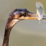 image of bird