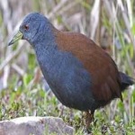 image of bird