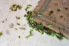image of doormat