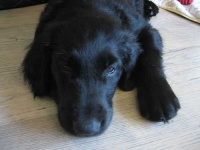 image of flat_coated_retriever