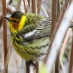 image of bird