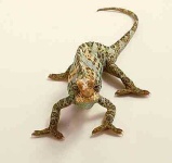 image of african_chameleon