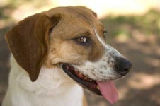 image of walker_hound