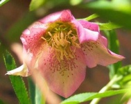 image of flower