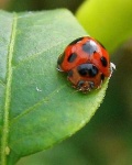 image of ladybug