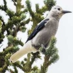 image of bird