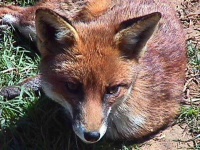 image of grey_fox