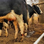 image of animal