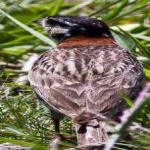 image of bird