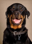 image of rottweiler