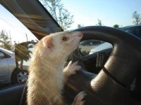image of black_footed_ferret