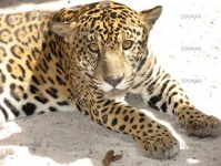 image of jaguar_car