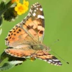 image of animal