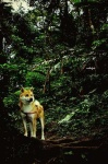 image of animal