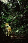 image of shiba_inu #8