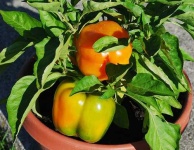 image of bell_pepper