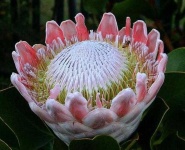 image of flower