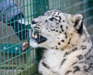 image of animal