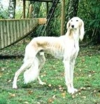 image of saluki
