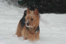 image of australian_terrier #33