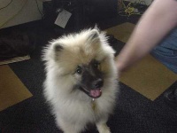 image of keeshond #18