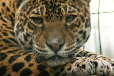 image of animal