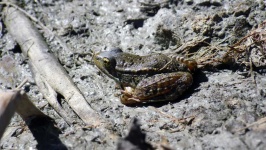 image of animal