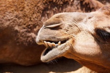 image of animal