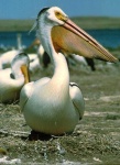 image of animal